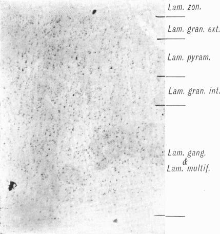 Fig. 15