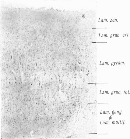 Fig. 11