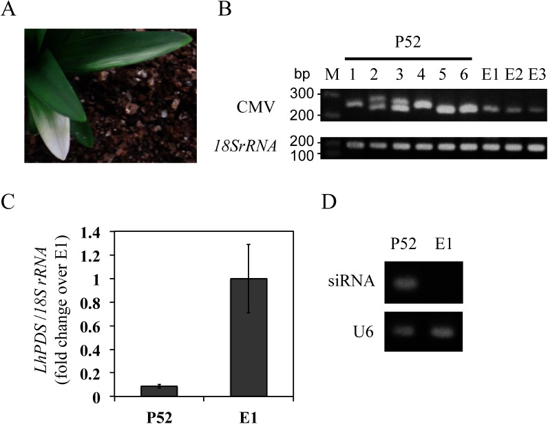 Figure 3. Virus-induced gene silencing in Lilium leichtlinii (P52) inoculated with Cucumber mosaic virus (CMV) harboring a 52-nt LlPDS fragment in the year after inoculation. (A) Photo-bleaching phenotype in the P52 plant. (B) RT-PCR amplified the CMV RNA3 region, including a cloning site, to confirm the insertion of the LlPDS fragment in six randomly selected leaves from the P52 plant (#1–6) and leaves of three plants (E1, E2, and E3) inoculated with empty vector. M: molecular weight marker. (C) Relative expression of LlPDS in six photo-bleached leaves from the P52 plant and four leaves of E1 plant. Vertical bars indicate the standard error of six (P52) and four (E1) leaves. (D) Detection of siRNA (stem-loop PCR, 60-nt) in leaves of the P52 and E1 plants. U6: U6 small nuclear RNA (77 bp).