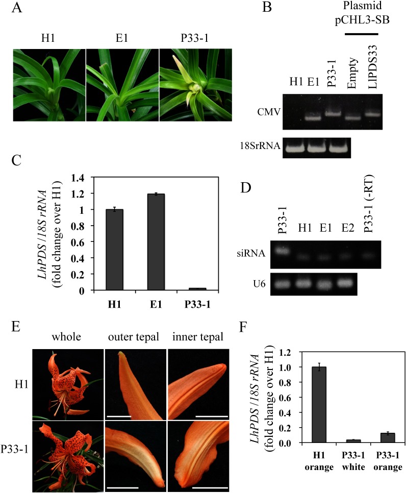 Figure 1. Virus-induced gene silencing in Lilium leichtlinii (P33-1) inoculated with Cucumber mosaic virus (CMV) harboring a 33-nt LlPDS fragment. (A) Leaf phenotypes of healthy plant (H1), a plant inoculated with empty vector (E1), and a plant infected with CMV-HL harboring the 33-nt LlPDS fragment (P33-1) at 30 dpi. Leaf width was approx. 9 mm. (B) RT-PCR amplified the CMV RNA3 region including a cloning site to confirm insertion of the PDS fragment in upper leaves. Fragments amplified from the plasmid of pCHL3-SB without LlPDS fragment (Empty, 252 bp) and pCHL3-SB harboring 33-nt fragments of LlPDS (LlPDS33, 278 bp) are also shown. (C) Relative expression of LlPDS in upper leaves of H1, E1, and P33-1. Vertical bars indicate the standard error of three technical replicates. (D) End-point PCR amplification of siRNA (60-nt) in the upper leaves of the P33-1, H1 plants, and two plants inoculated with empty vector (E1 and E2). –RT: reverse transcriptase was not added at the pulsed RT reaction. U6: U6 small nuclear RNA (77 bp). (E) Phenotypes of flowers at 57 dpi. Orange color at the tip of both outer and inner tepals had faded in the P33-1 plant. Bar=1 cm. (F) Relative expression of LlPDS in the orange tepals of the H1 plant and color-faded (white) and orange tepal regions of the P33-1 plant. Vertical bars indicate the standard error of three technical replicates.