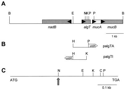 FIG. 1