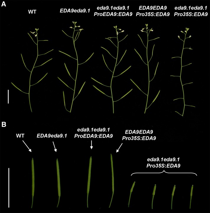 Figure 7.