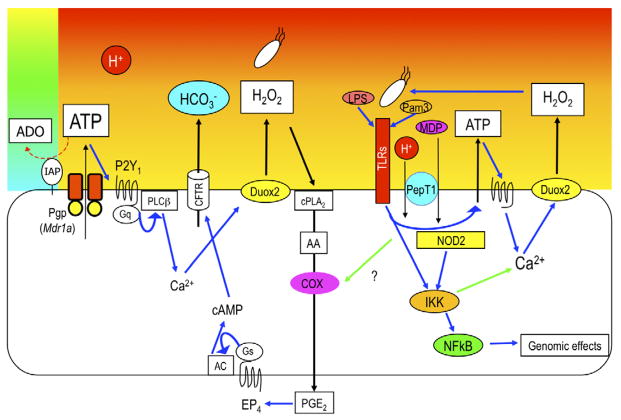 Fig. 2