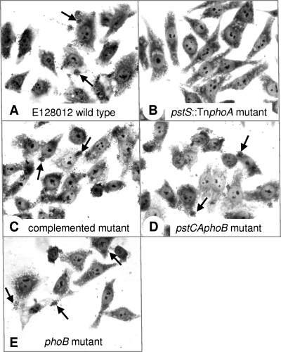 FIG. 1.