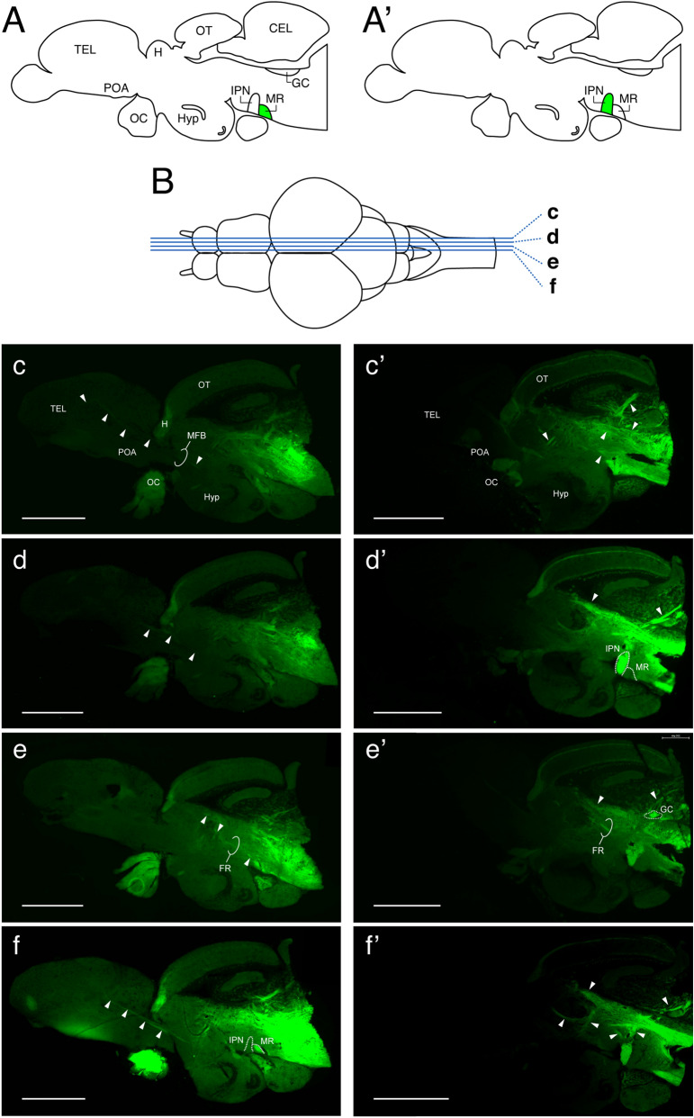 Figure 7