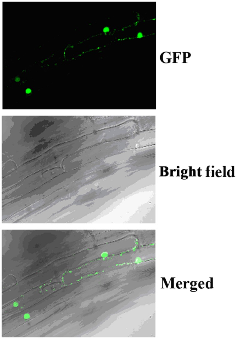 FIGURE 2