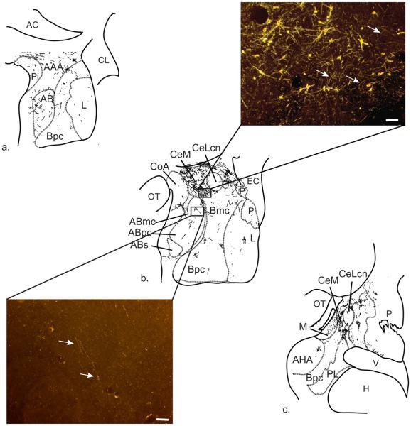 Fig. 10