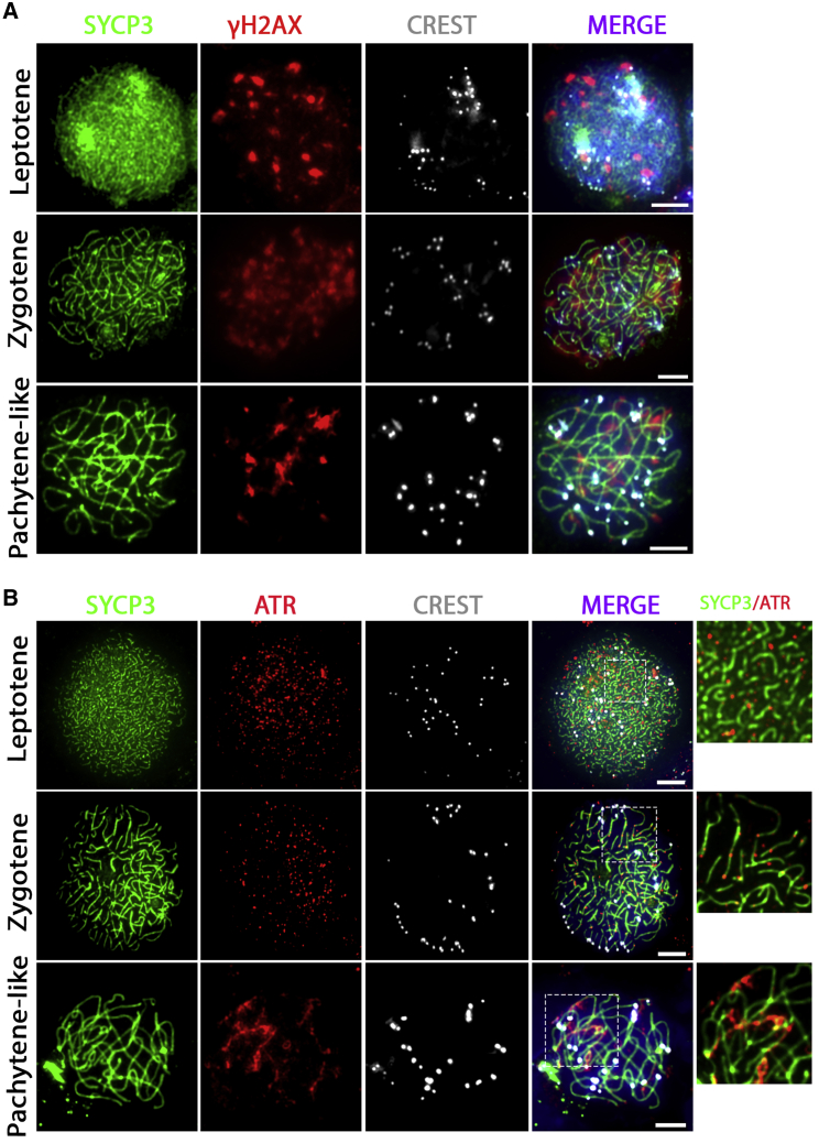 Figure 3