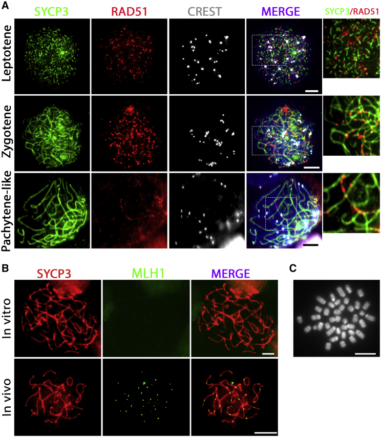 Figure 4