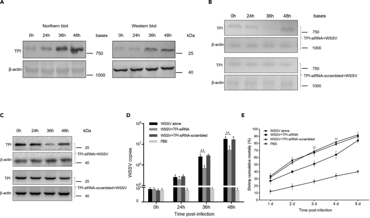 Figure 6