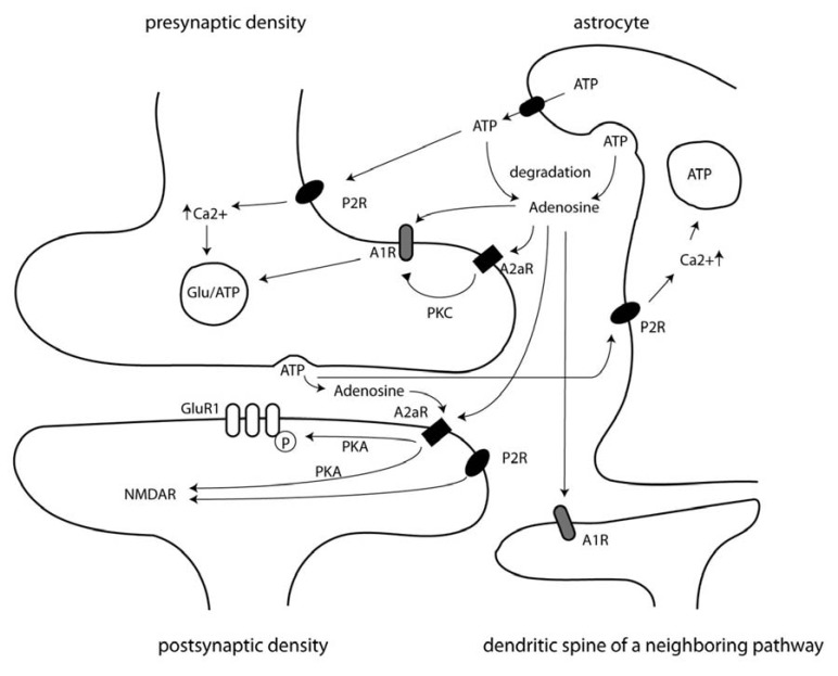 Fig. (1)