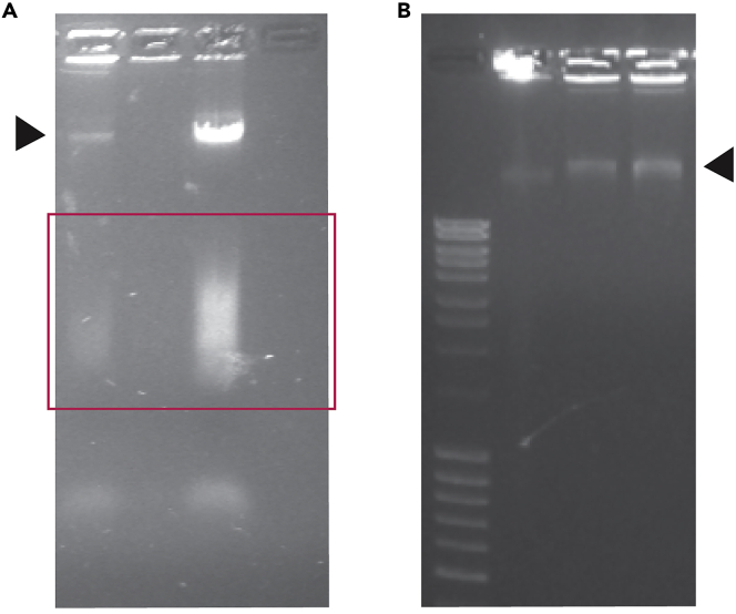 Figure 2