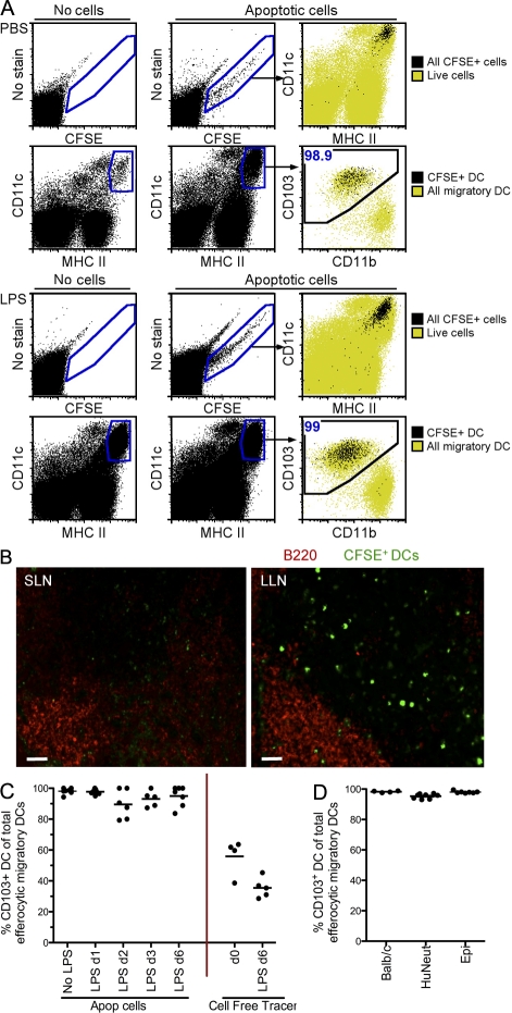 CD103+ pulmonary dendritic cells preferentially acquire and present ...