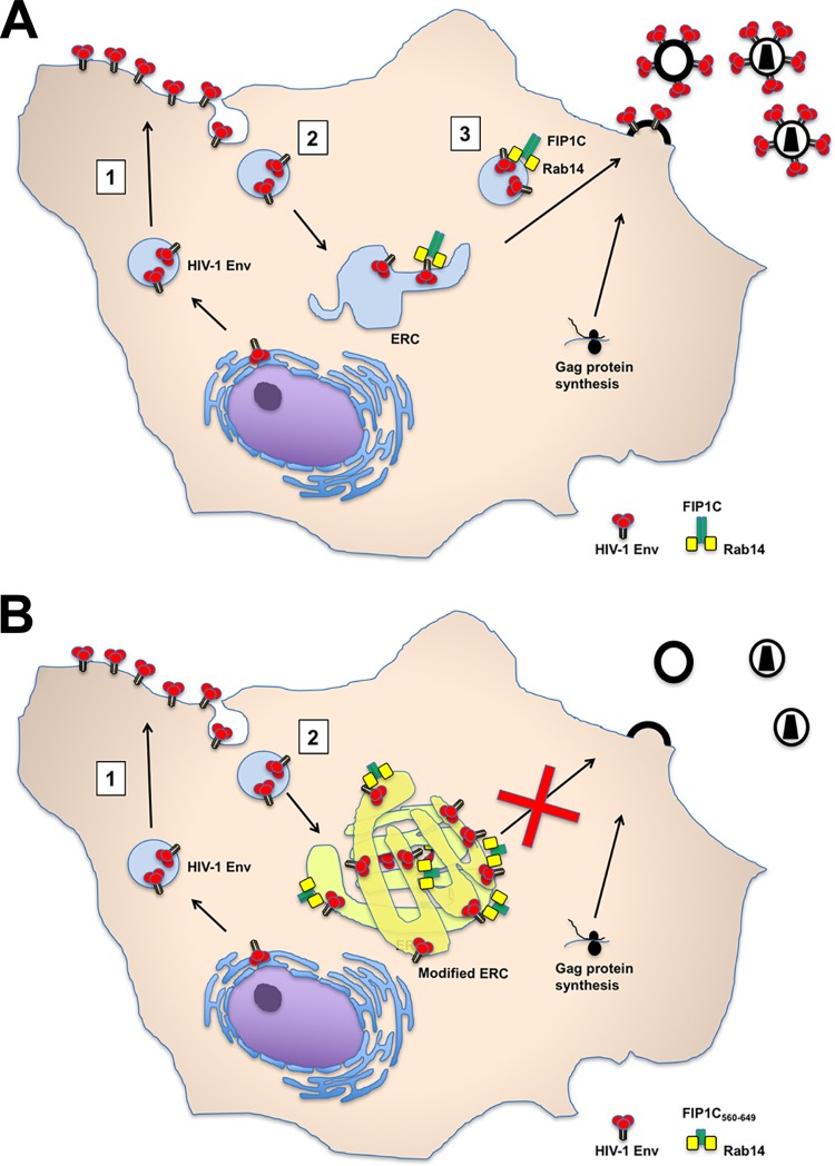 FIG 11