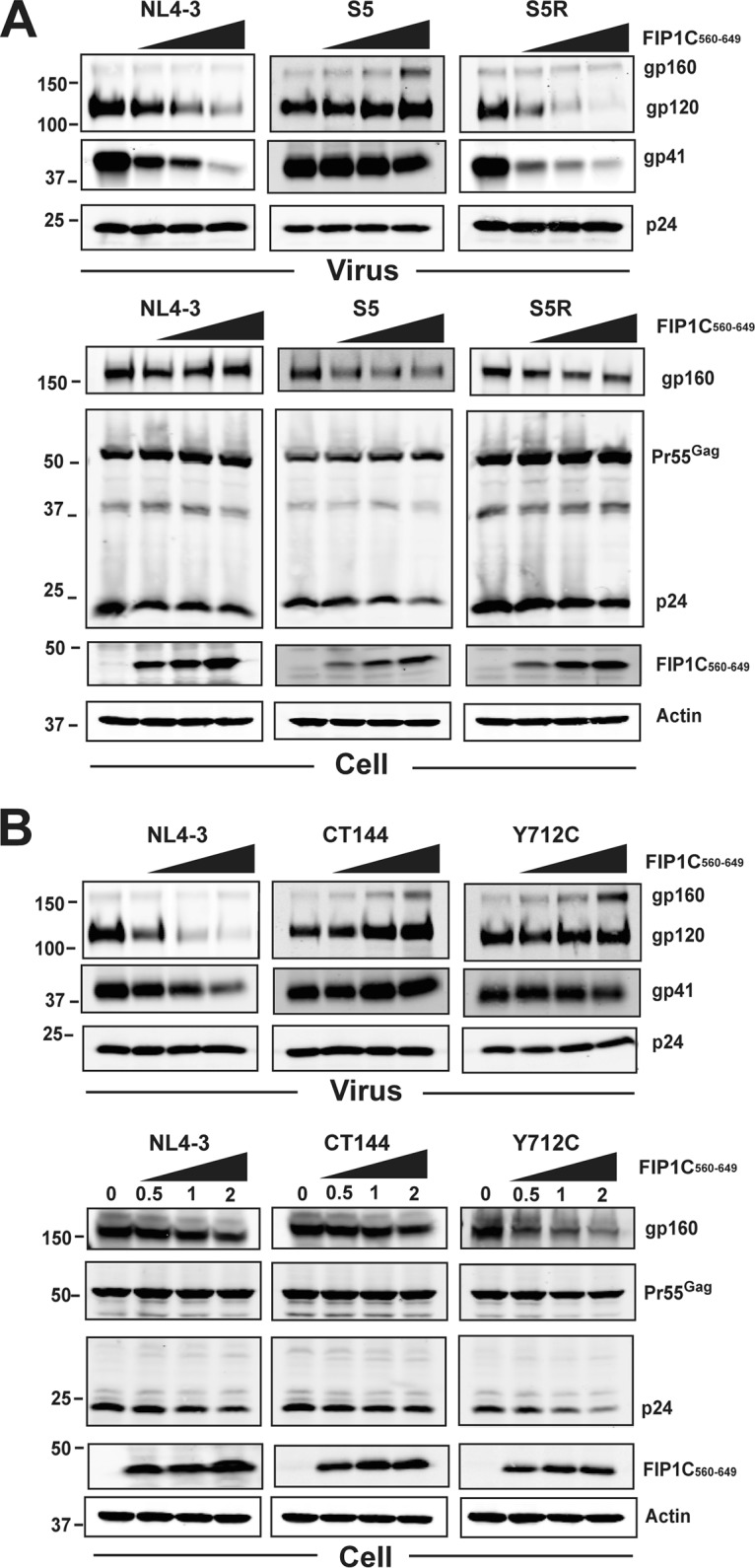 FIG 5