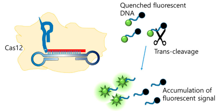 Figure 12