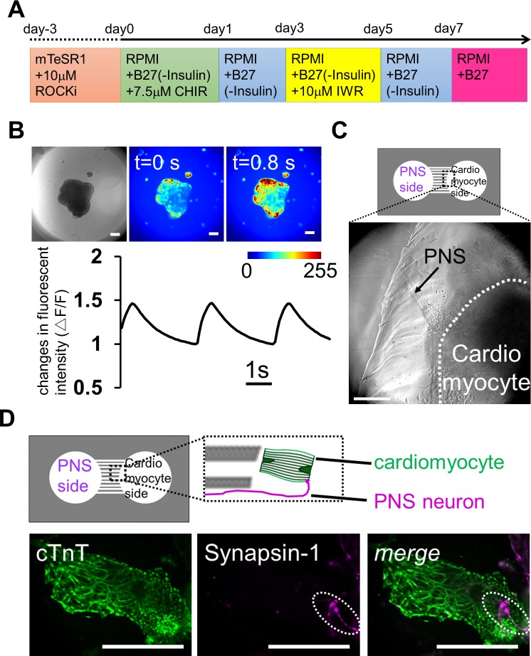 Fig 6