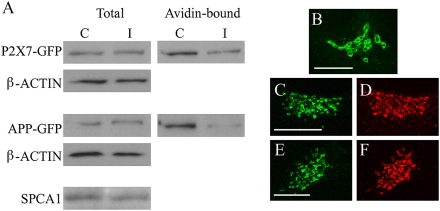 Fig. 5.