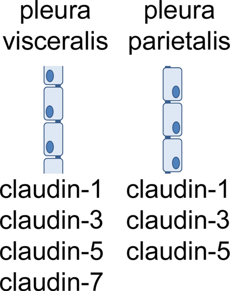 Tight Junction Physiology Of Pleural Mesothelium - Pmc