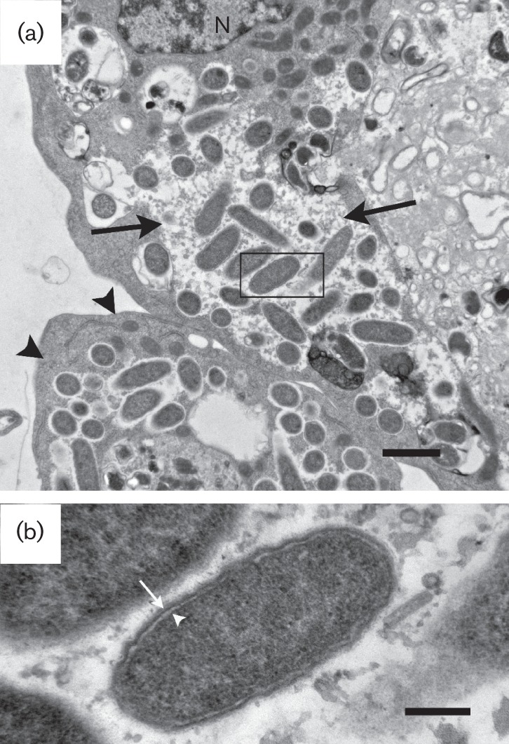 Fig. 2. 