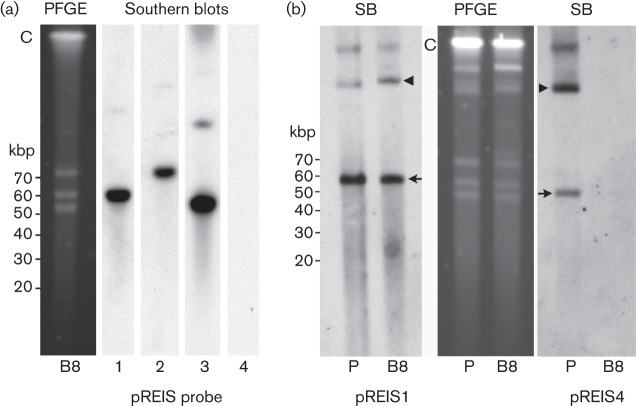 Fig. 3. 