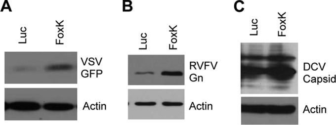 FIG 2 