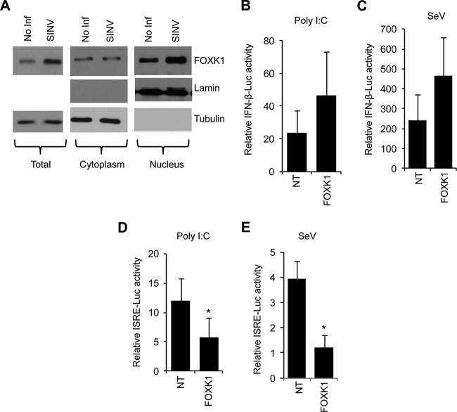 FIG 6 