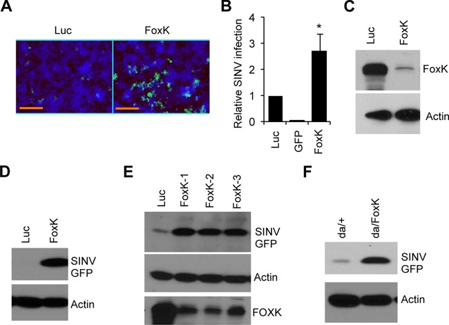 FIG 1 