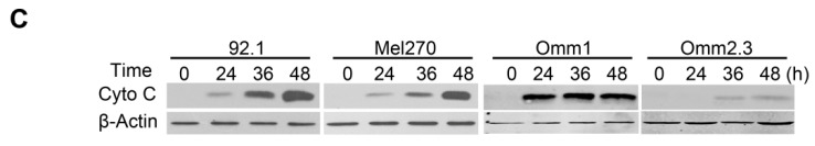 Figure 2C