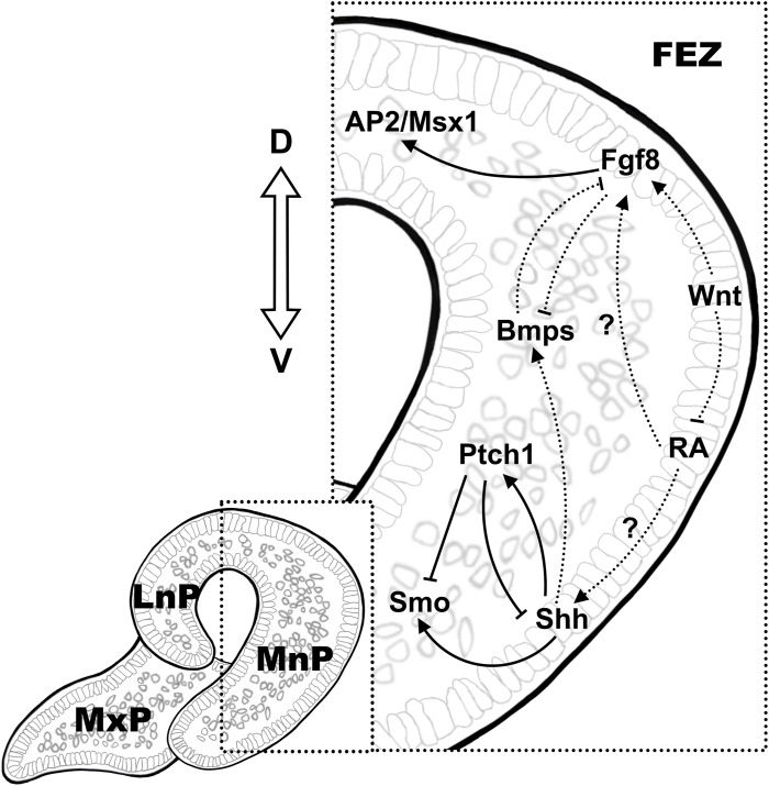 FIGURE 1