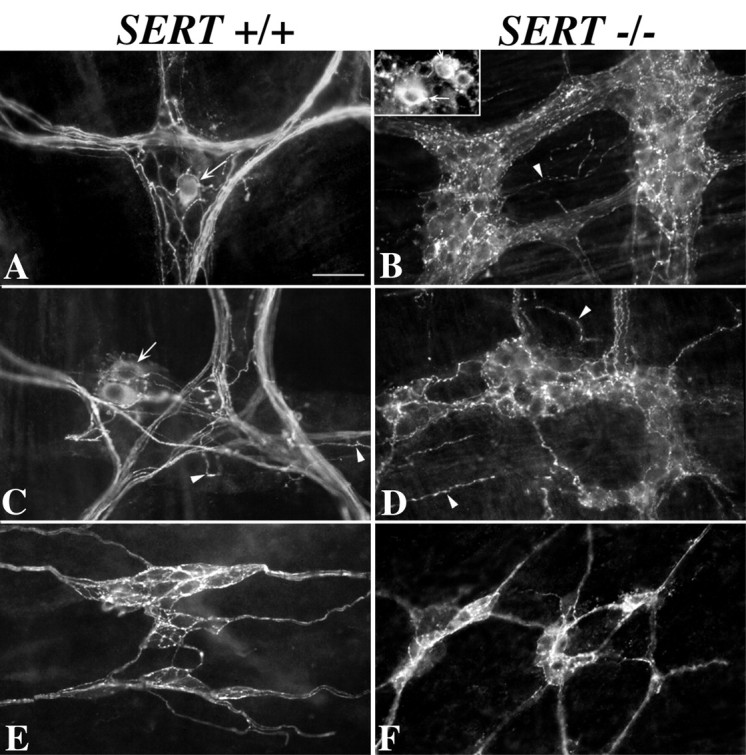 Fig. 9.