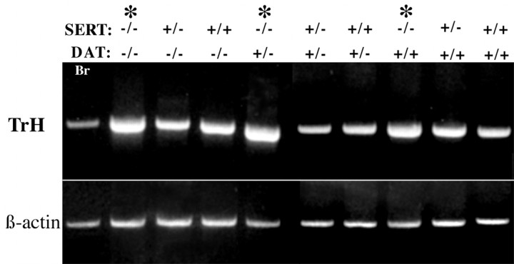 Fig. 10.