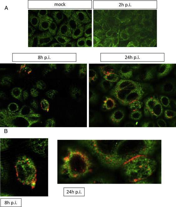 Fig. 4