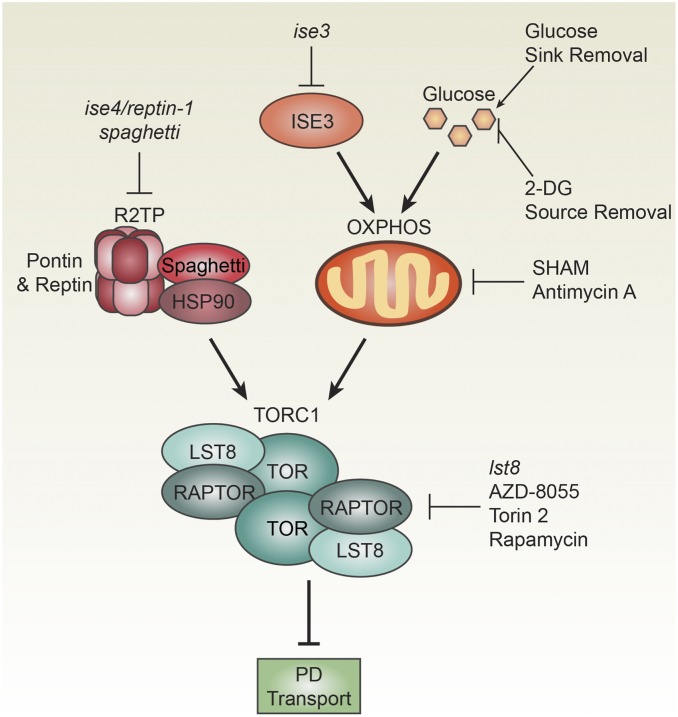 Fig. 6.