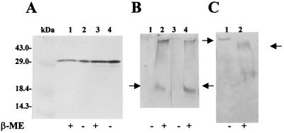 FIG. 5