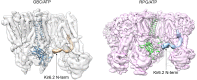 Figure 4—figure supplement 1.