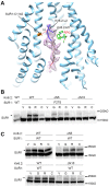 Figure 4—figure supplement 2.