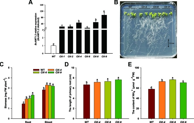 Figure 7