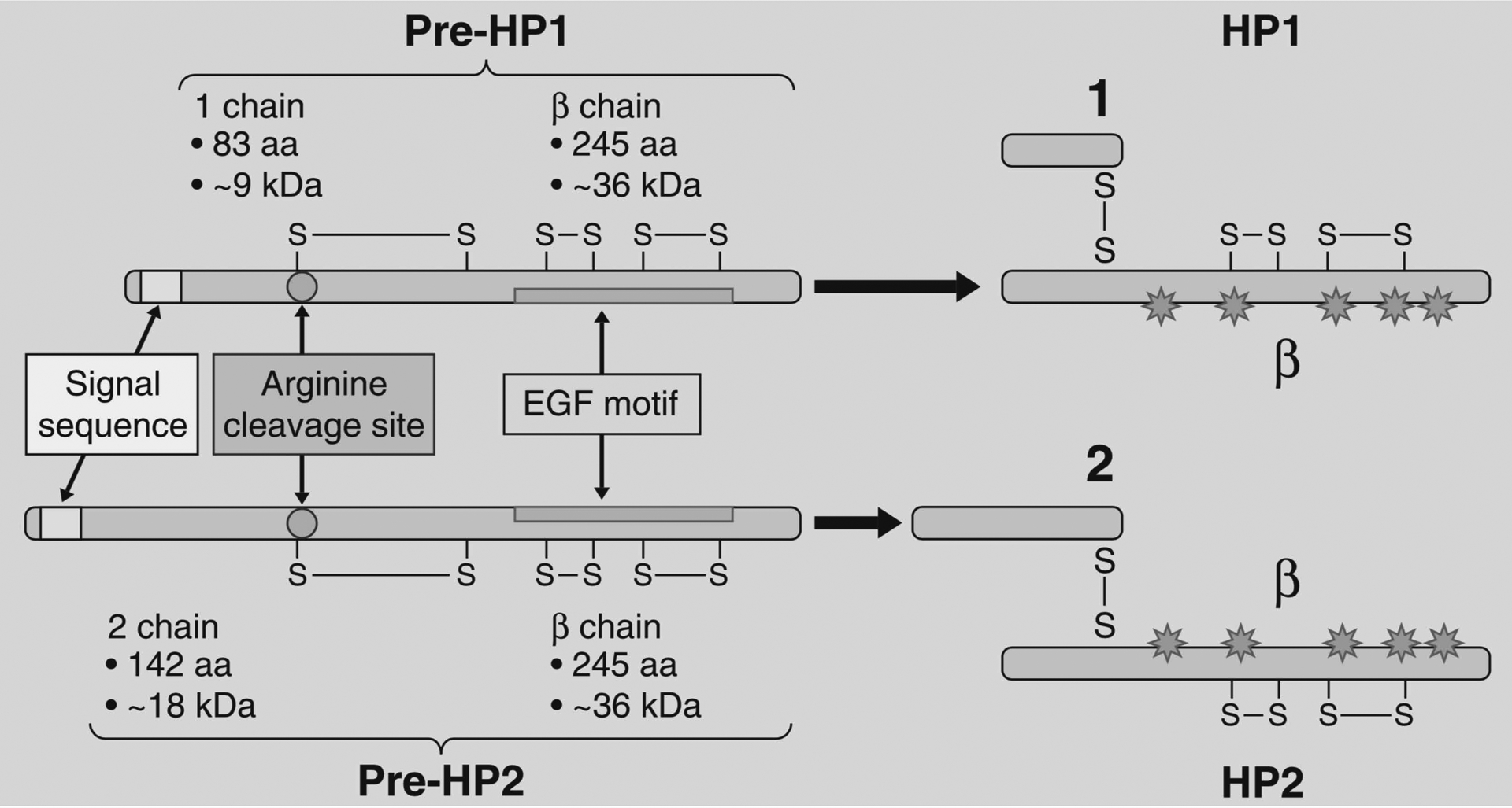 Zonulin as a potential putative biomarker of risk for shared Type 1 ...