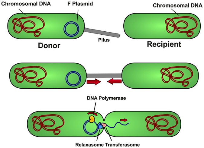 Fig 20