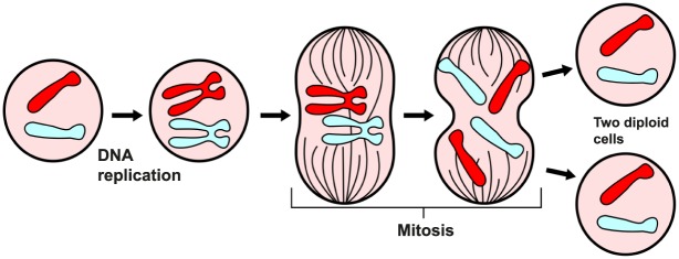 Fig 22