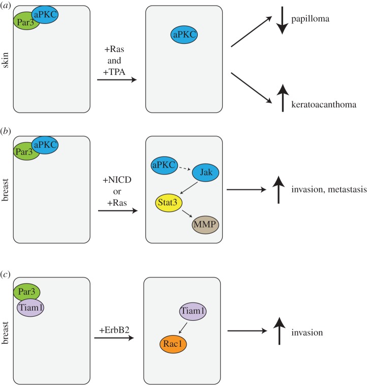 Figure 1.