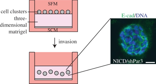 Figure 2.