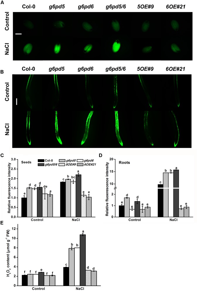 FIGURE 4