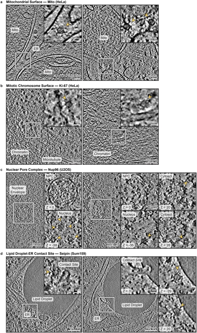 Extended Data Fig. 4