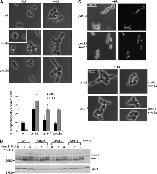 Figure 2.—