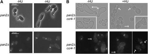 Figure 4.—