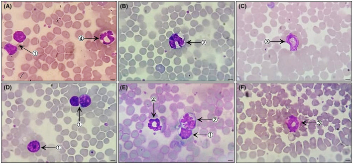 FIGURE 2