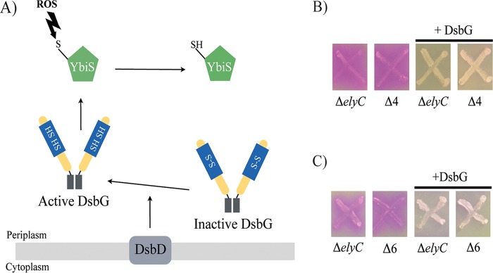 FIG 2