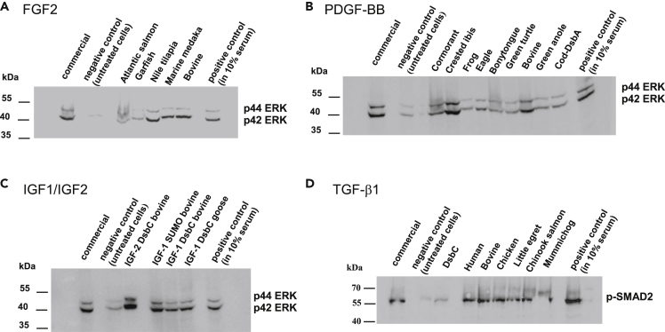 Figure 4